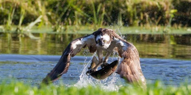 Falco Pescatore