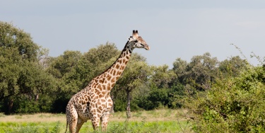 Giraffa di Thornicrof