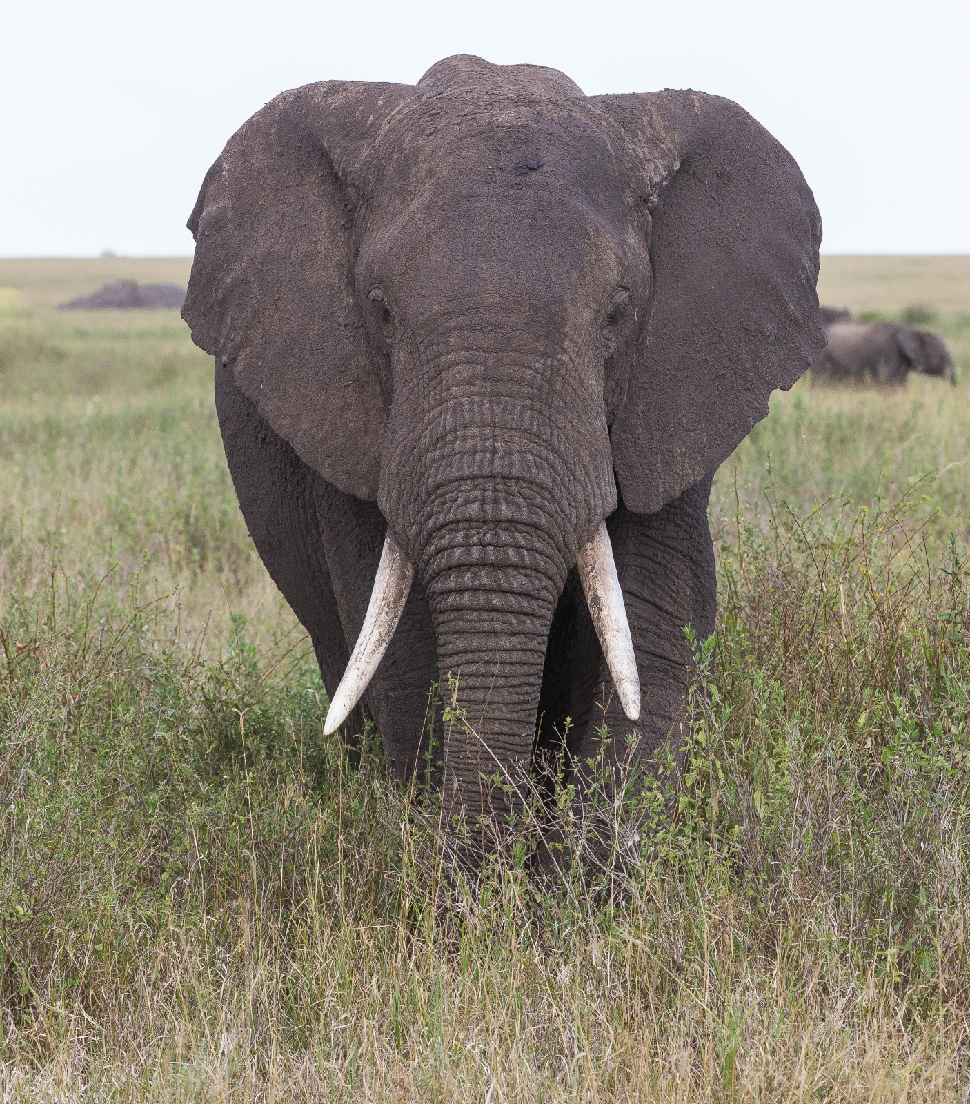 Tanzania 2012 - Serengeti