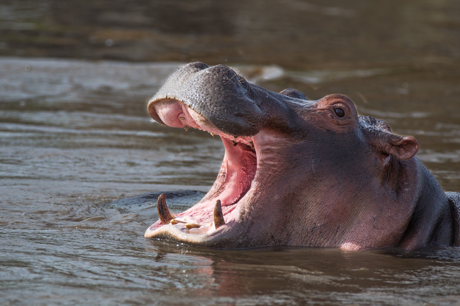 Tanzania 2012 - Hippo pool
