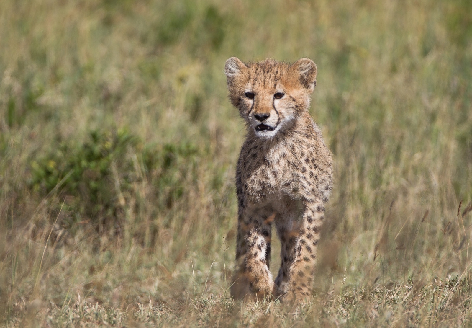 Serengeti - Tanzania 2013