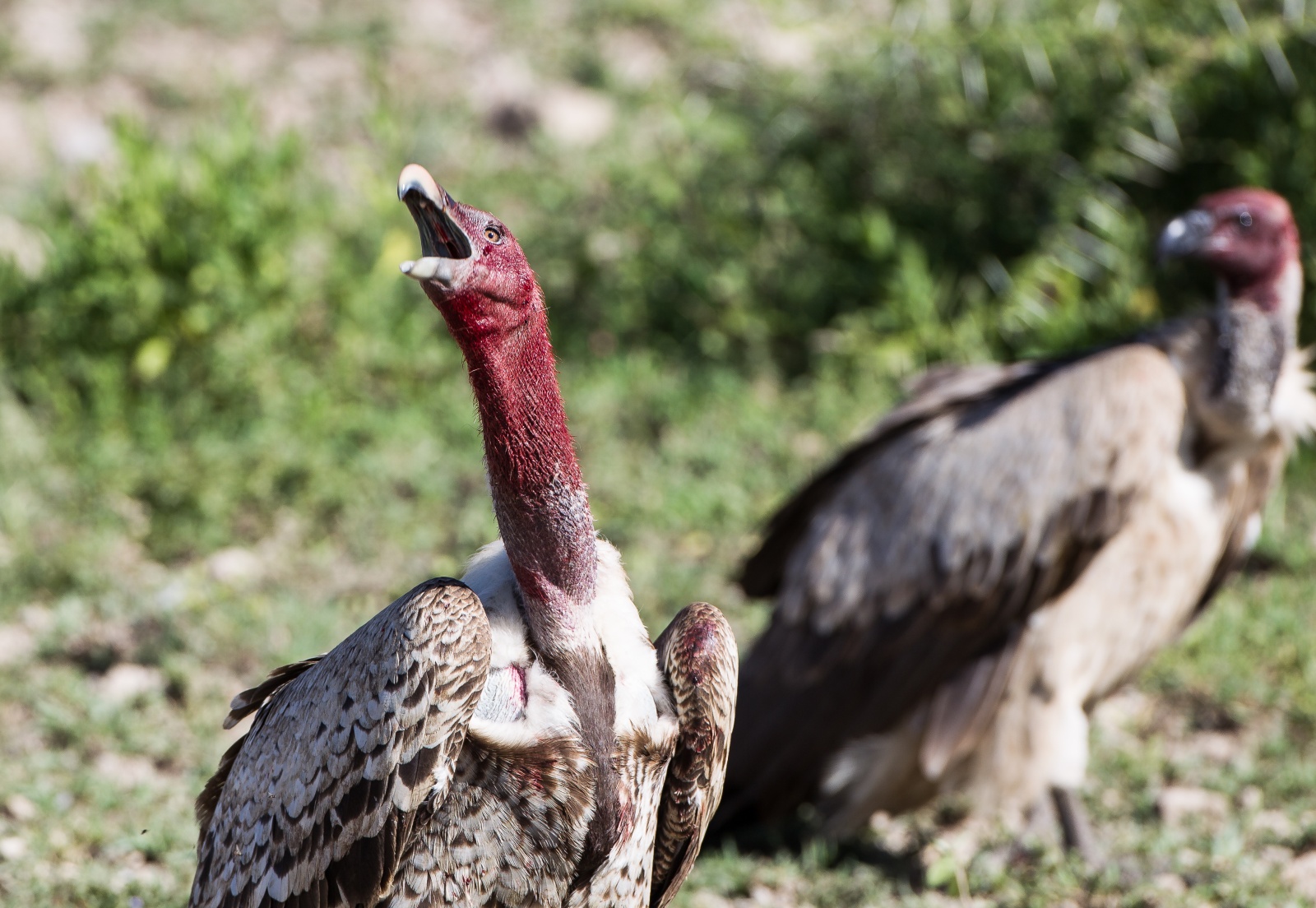 Avvoltoio - Ndutu - Tanzania 2013