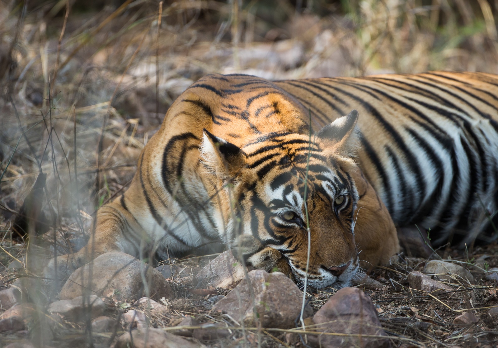 Tigre del bengala - Ranthambore National Park 