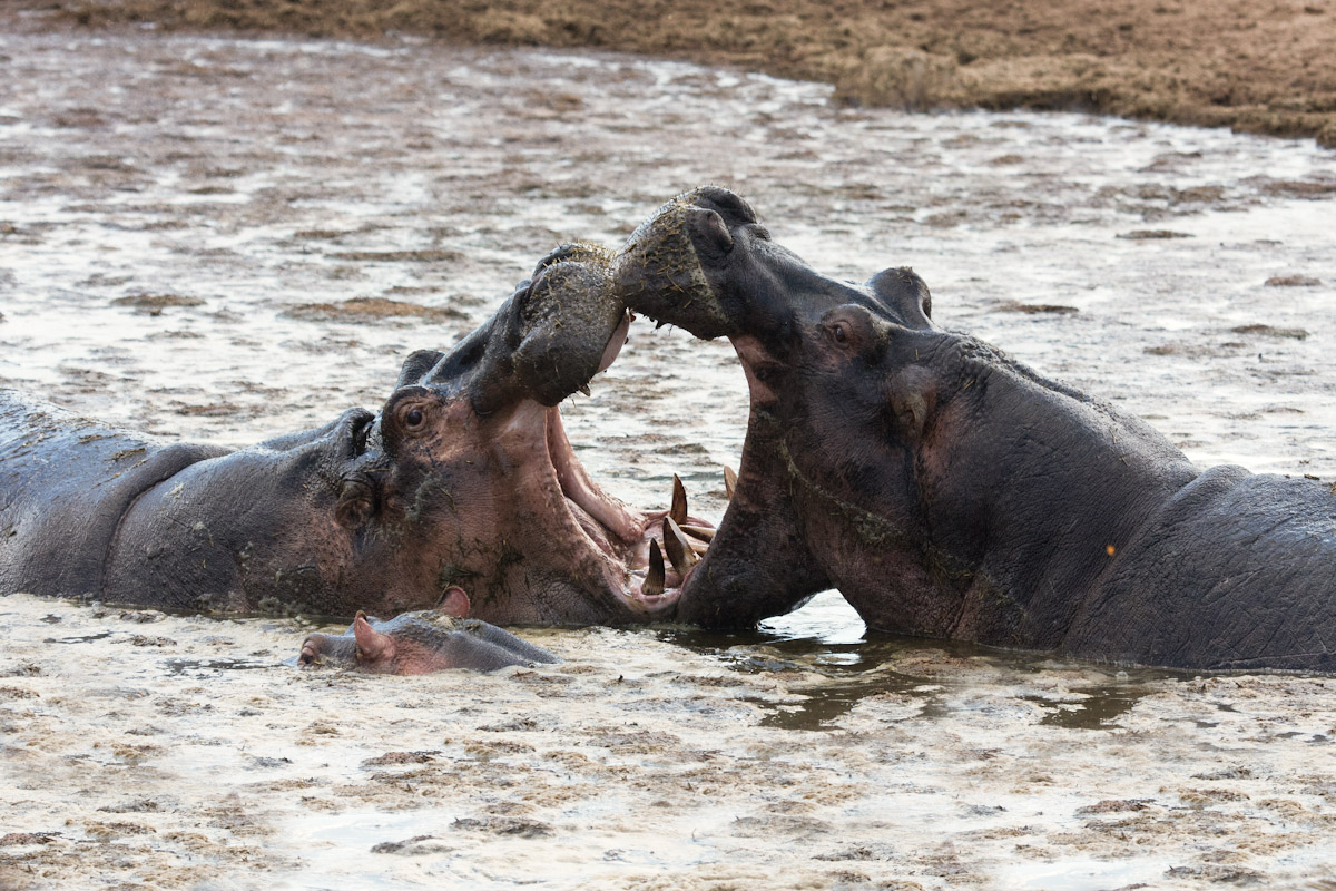 Tanzania 2011-Hippo pool