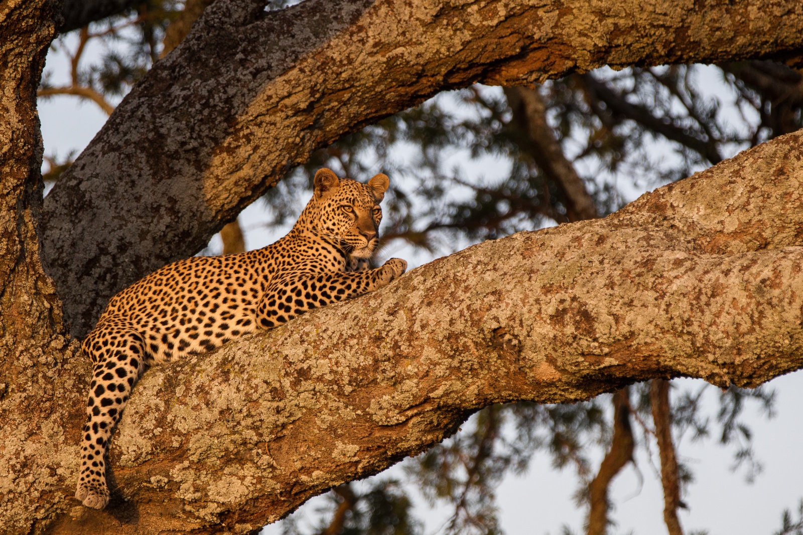 Tanzania 2012 - Serengeti