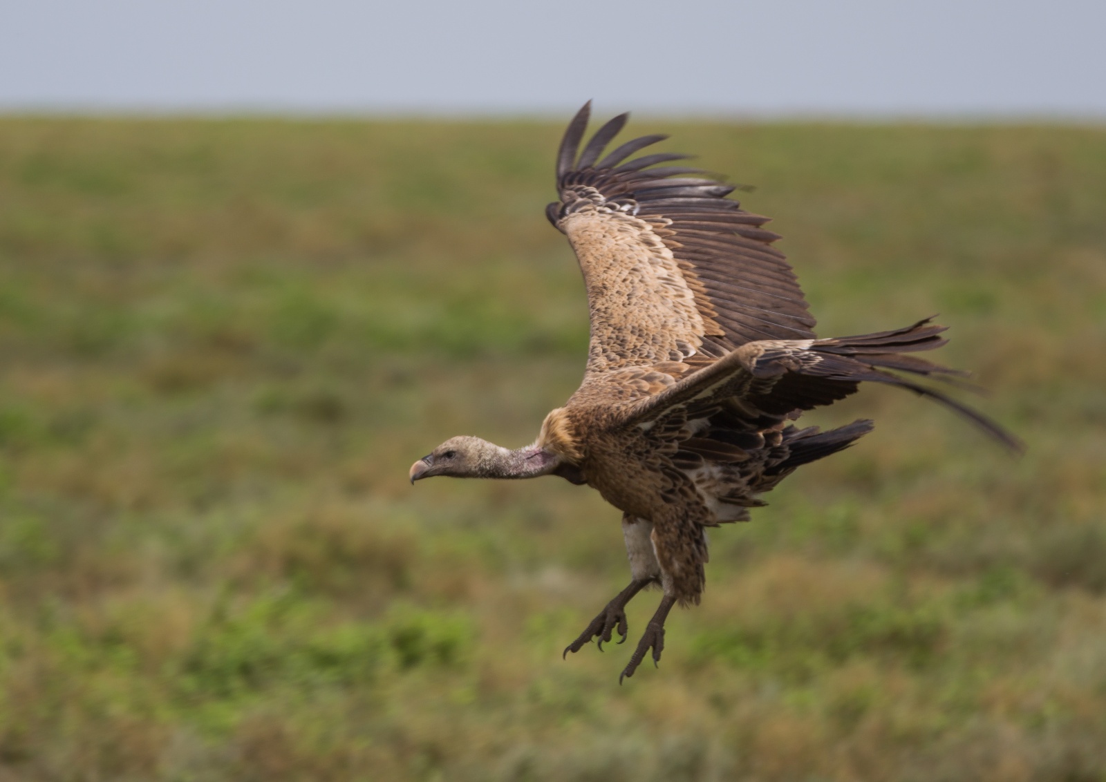 Avvoltoio - Tanzania 2012