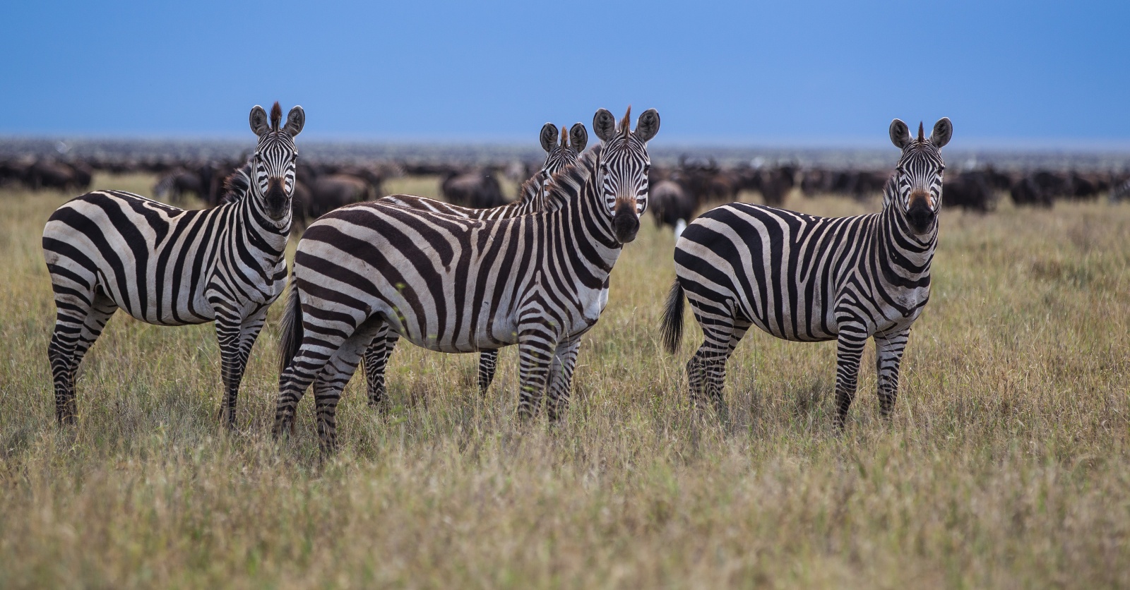Serengeti - Tanzania 2012